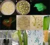 Breakthrough in Corn Genetic Editing with MSHOT MZX100