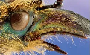 Beetle, 700×, 3D stitching
