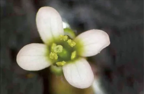 Plant morphology