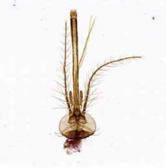 Insect specimen under SZN71