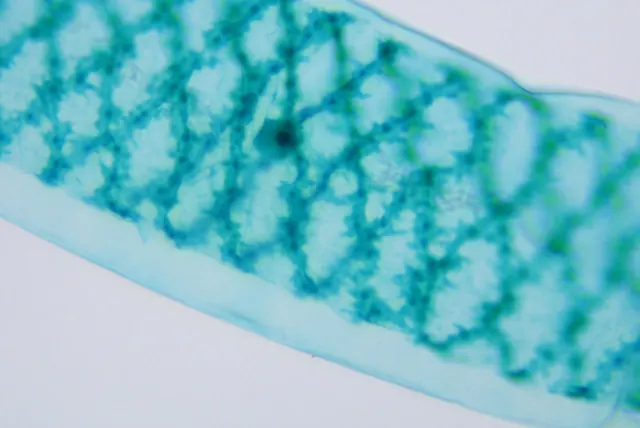 Spirogyra 50×