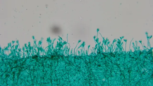 MD28-A sample capture