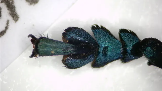 MD28-A sample capture