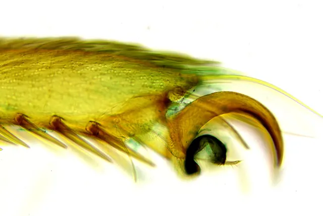 Butterfly Foot 20×