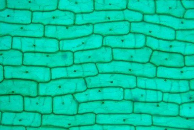 Onion Epidermis 10×