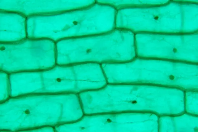Onion Epidermis 20×