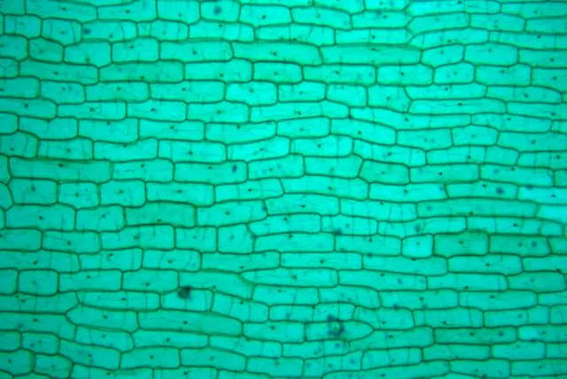 Onion Epidermis 5×