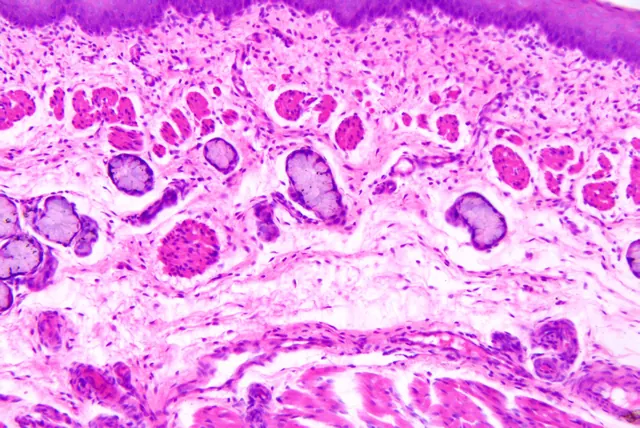 Oesophagus 20×