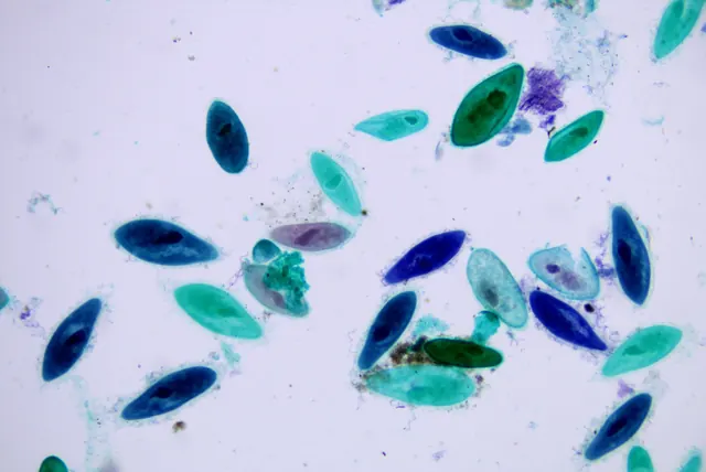 Paramecium 10×