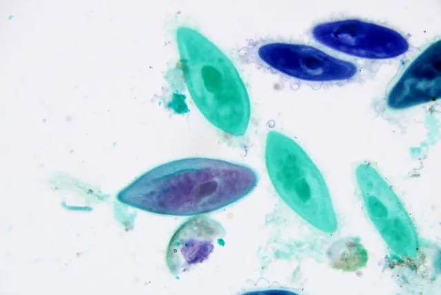Paramecium 20×