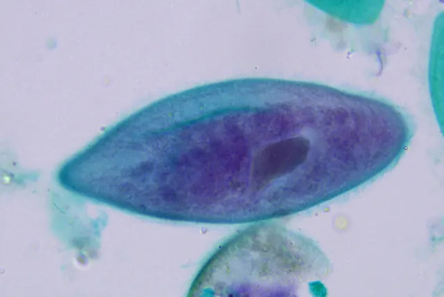 Paramecium 50×