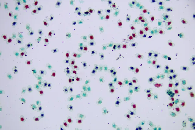 Pine Pollen 10×