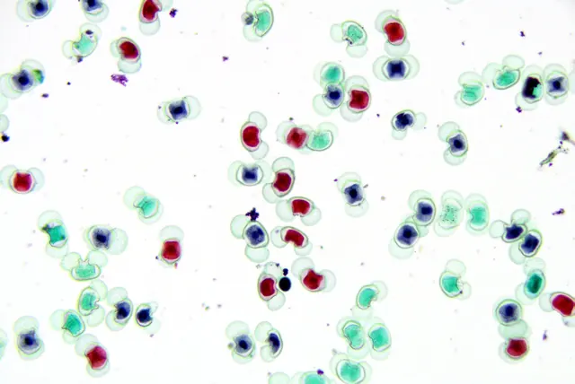 Pine Pollen 20×