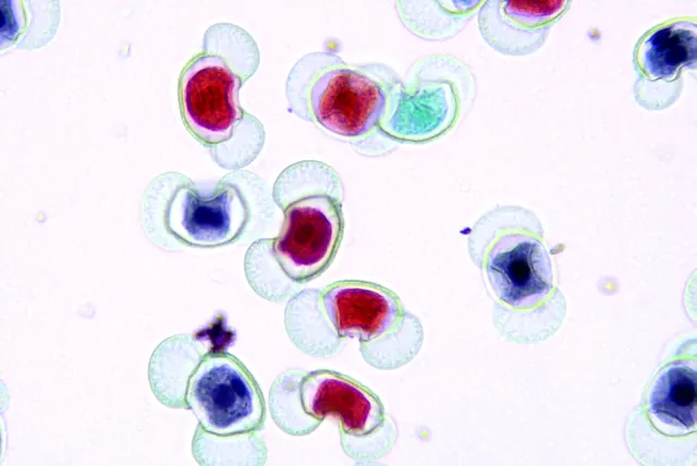 Pine Pollen 50×